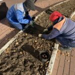 В Йошкар-Оле высадили более 2 тыс. луковиц тюльпанов